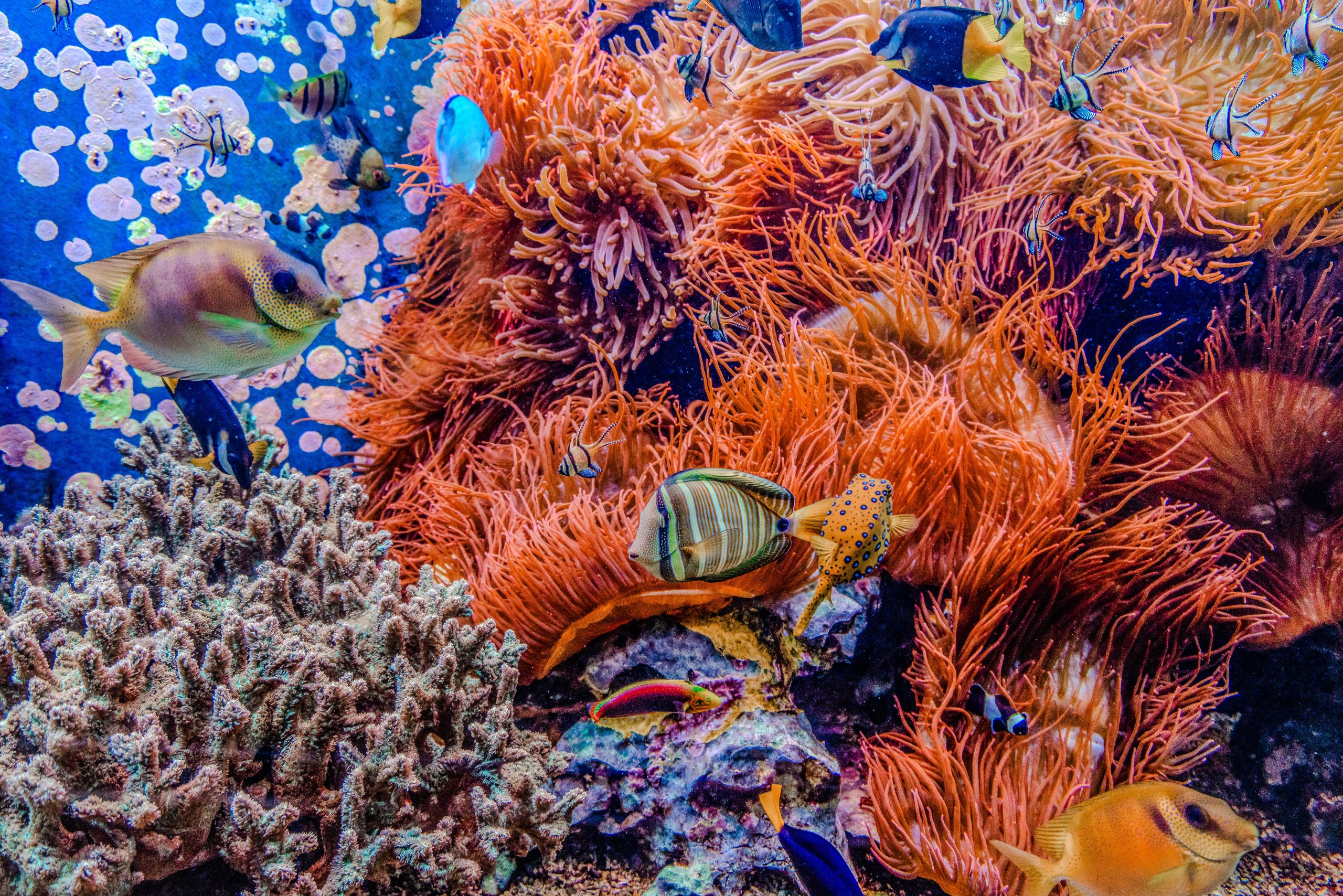 Underwater scene. Coral reef, fish groups in clear ocean water