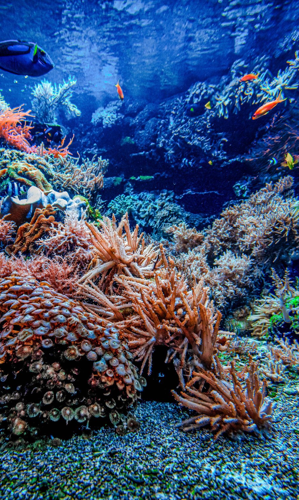 Colorful Tropical Reef Landscape. Life in the ocean