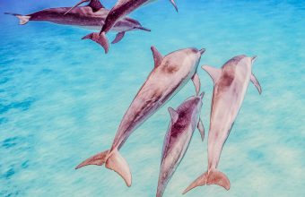 fish-underwater-photo-shallow-underwater-seascape-2026-01-08-02-17-18-utc