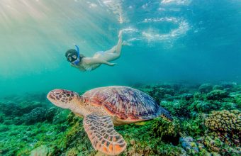 Young woman swimming with rare green sea turtle (Chelonia Mydas), Moalboal, Cebu, Philippines